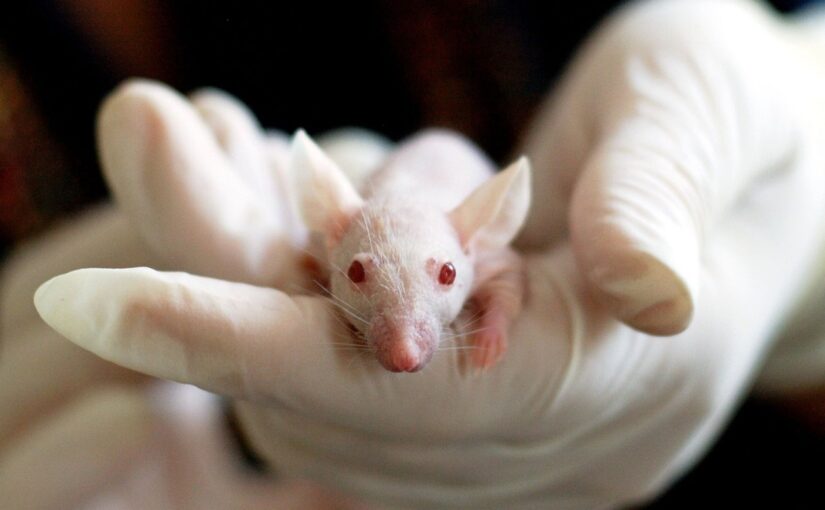 RAADS-R Animal Model Research Contextualized With RAADS-R