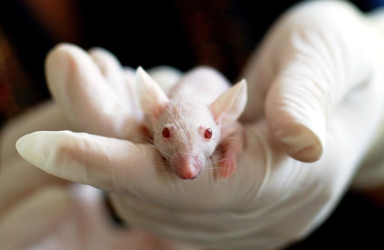 RAADS-R Animal Model Research Contextualized With RAADS-R