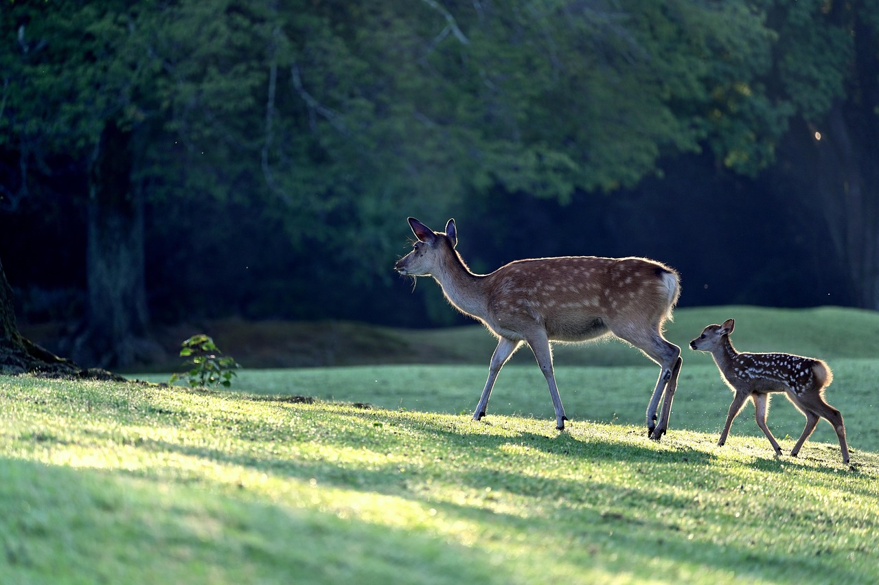 RAADS-R Parent Training Implications From RAADS-R Findings